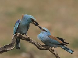 Fauna Cerro Masatrigo y entorno